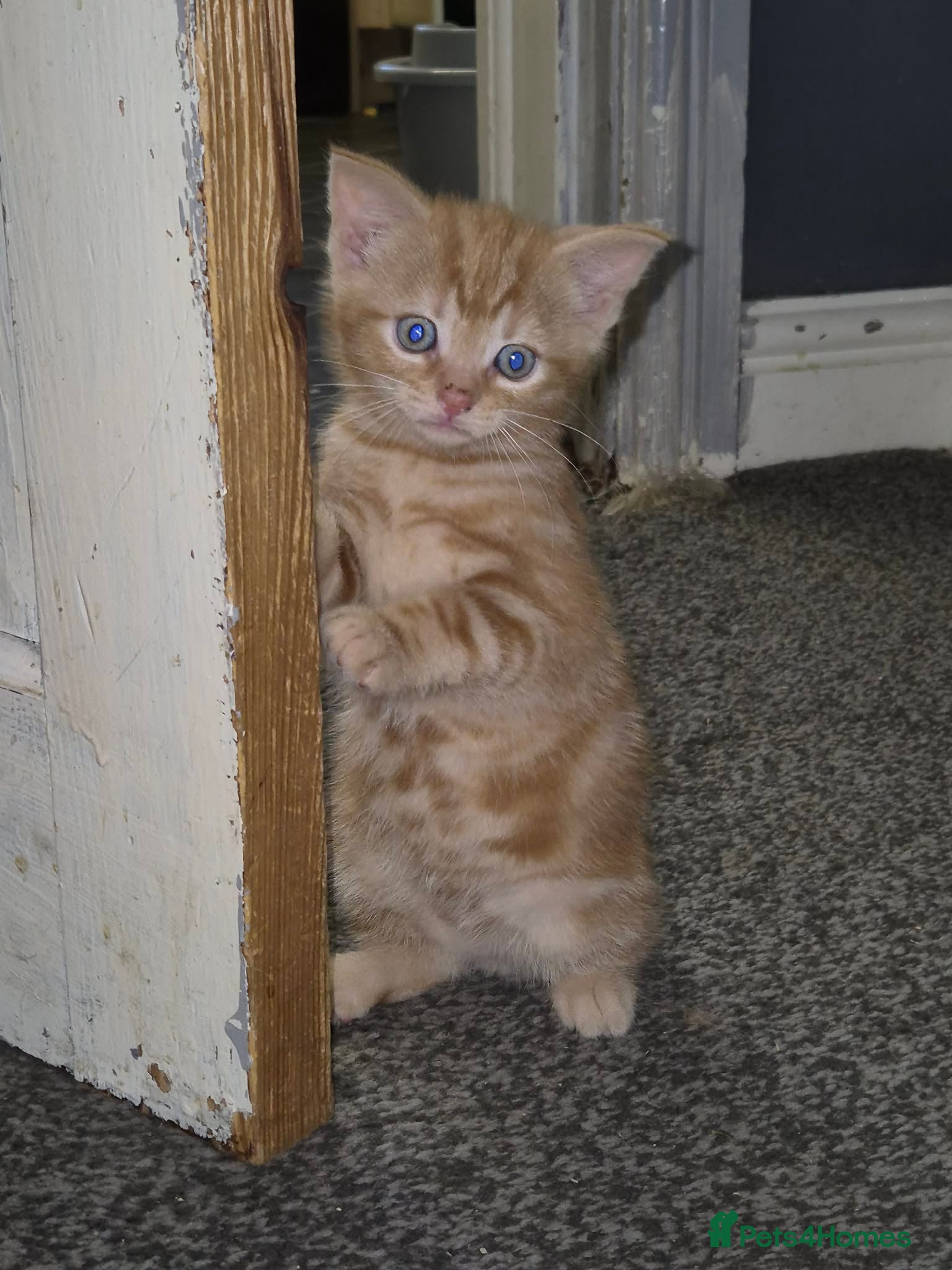 Mixed Breed cats Kittens for sale  - Advert 10