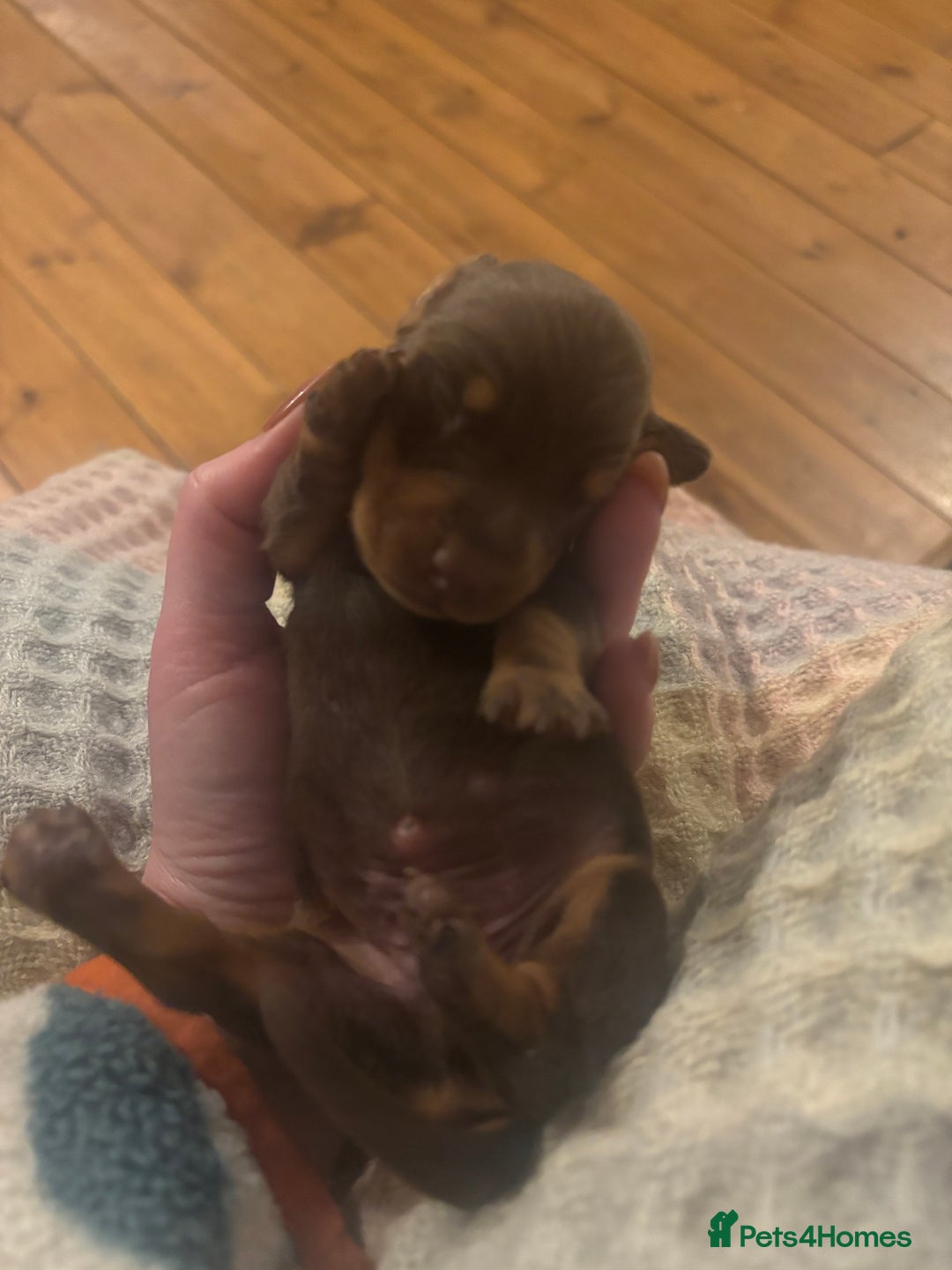 Miniature Dachshund dogs for sale: BEAUTIFUL PRA CLEAR & KC REG MINIS - Advert 26