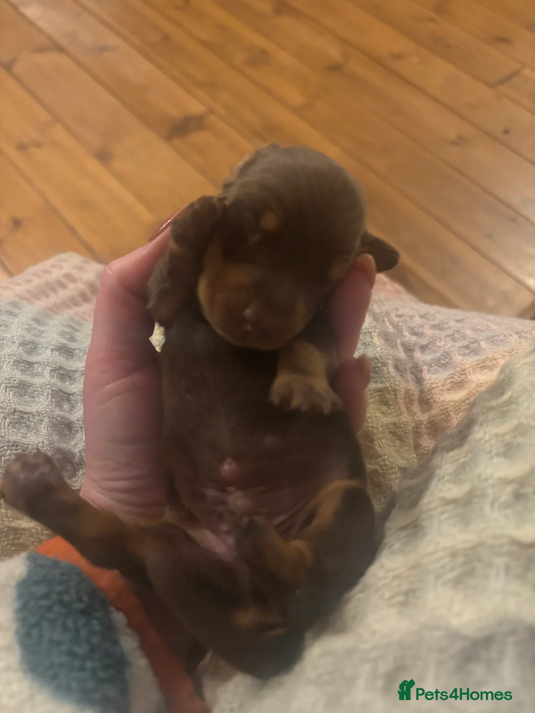 Miniature Dachshund dogs for sale: BEAUTIFUL PRA CLEAR & KC REG MINIS - Advert 26
