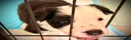 Border Collie dogs for sale: KC registered sport puppies - Advert 13