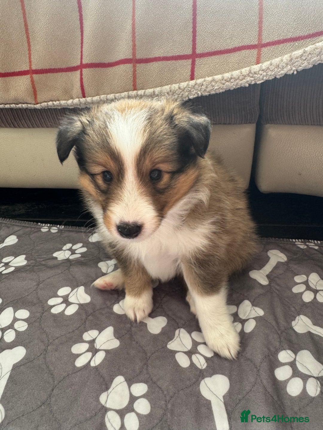 Shetland Sheepdog dogs for sale: Purebred Shetland Sheepdog Puppies - Image 6