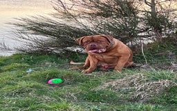 Dogue De Bordeaux dogs for stud: Dogue de Bordeaux For stud Enzo  - Image 8