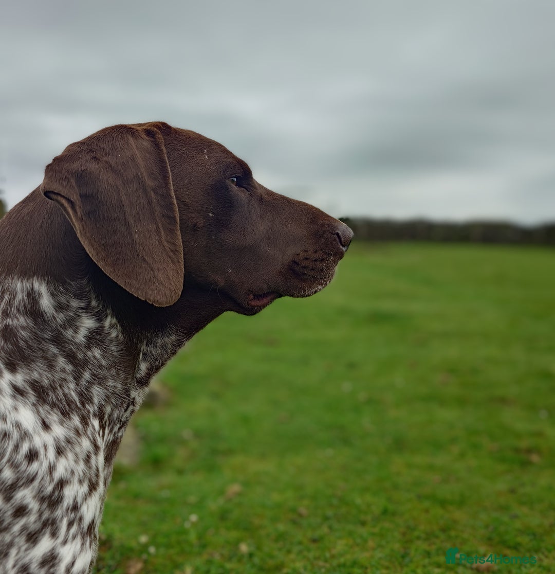 German Shorthaired Pointer dogs for stud: German Shorthaired Pointer at stud. in Skipton - Image 4