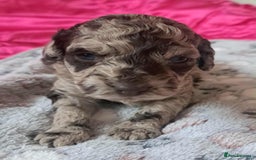 Miniature Poodle dogs for sale: Mini poodle puppies  - Image 2
