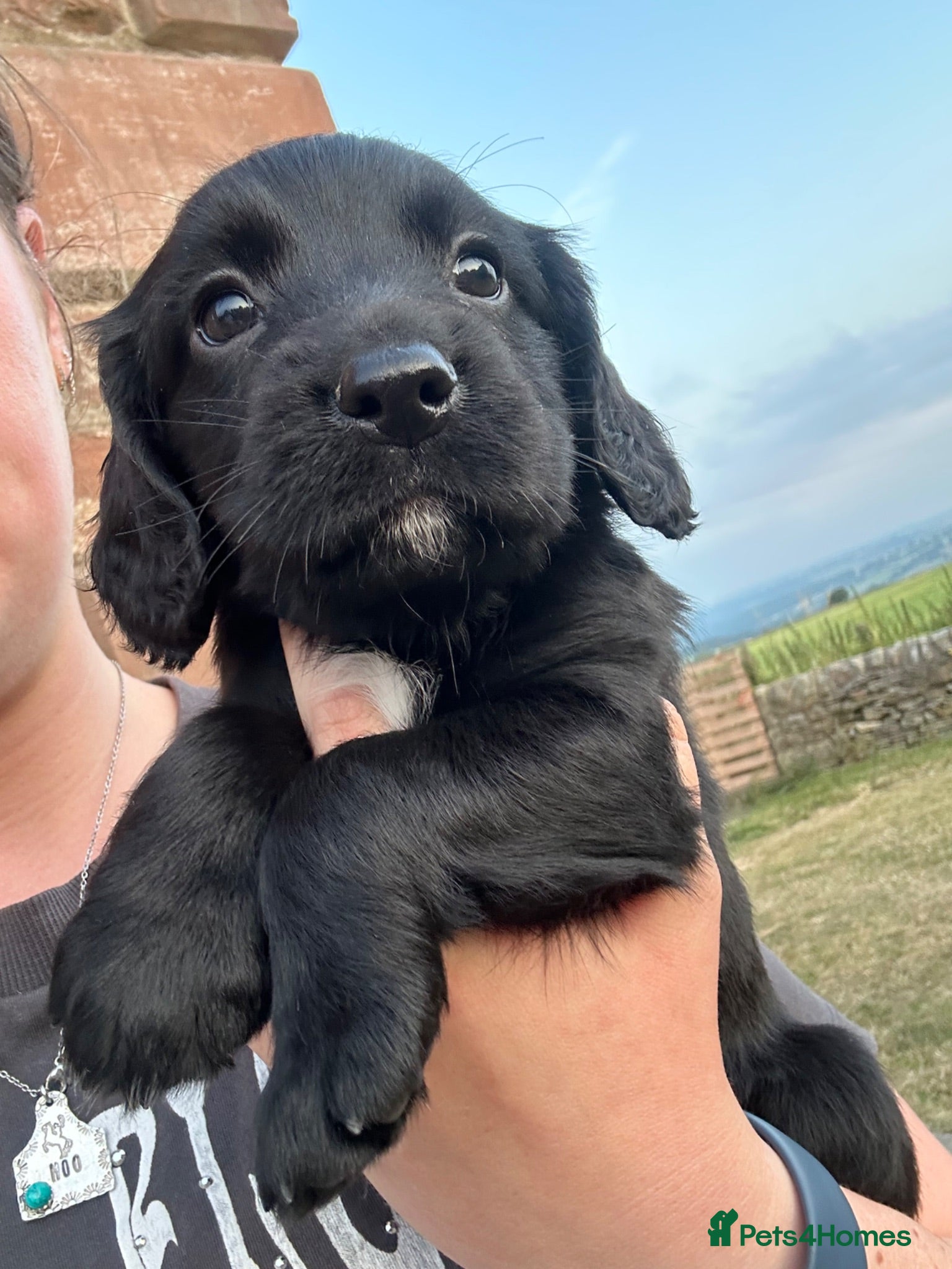 Sprocker dogs 3/4 cocker 1/4 springer pups  - Advert 2