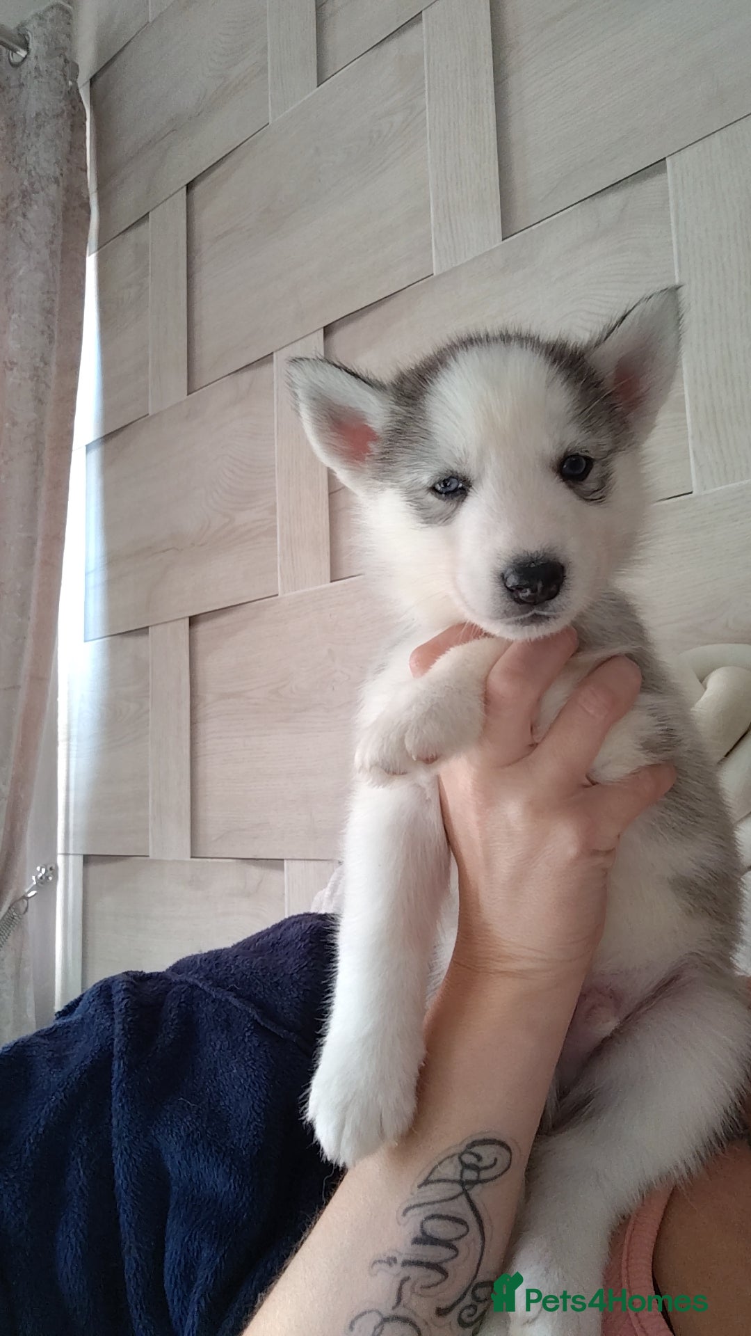 Siberian Husky dogs for sale: Siberian huskys READY NOW 1 boy 1 girl. - Image 26
