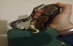 Python Snake reptiles for sale: Beautiful royal python for rehoming - Image 6