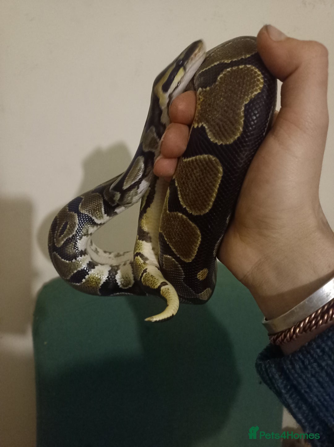 Python Snake reptiles for sale: Beautiful royal python for rehoming - Image 6