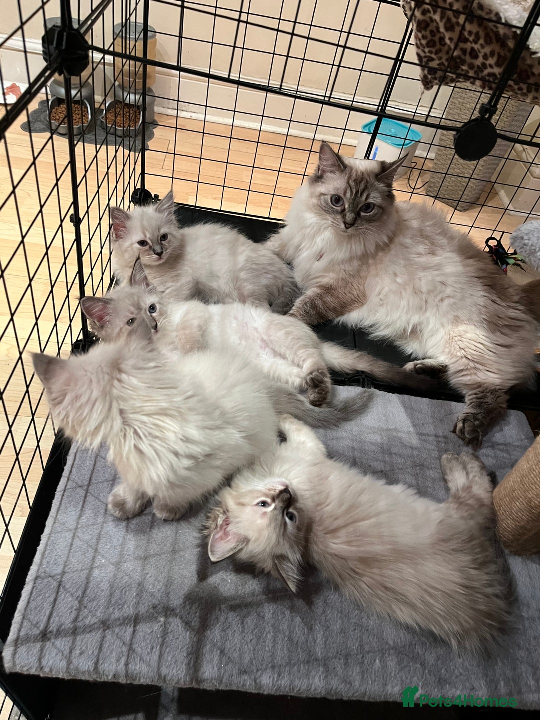 Ragdoll cats for sale: ❤️Amazing Pure Ragdoll Girls Waiting Loving Family - Advert 2
