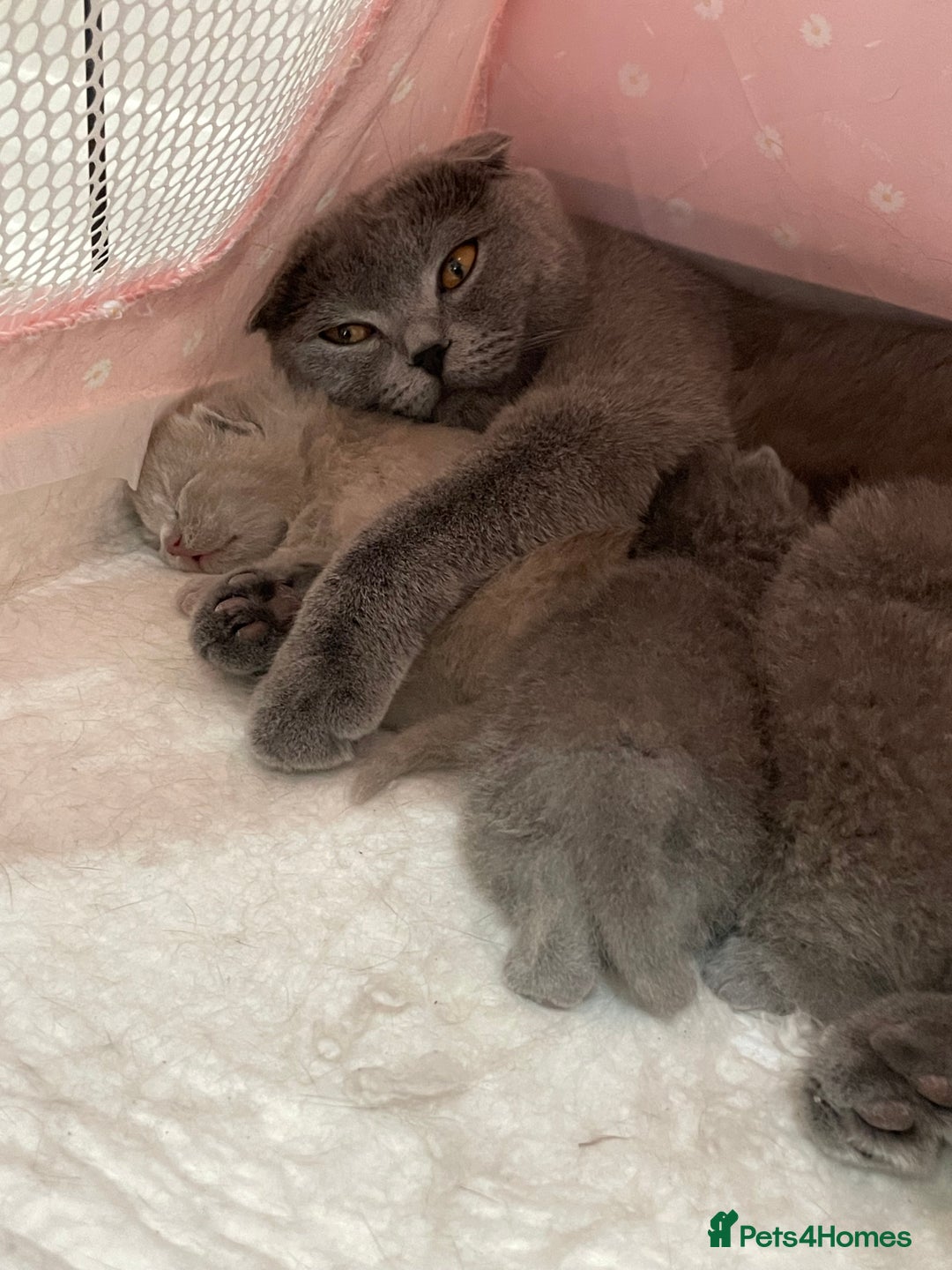 Scottish Fold cats for sale: Scottish Fold/ Straight kitties  - Advert 30