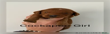 Cockapoo Puppy 3