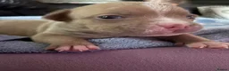 American Bully dogs for sale: American pocket bulldogs Hand reared from birth. - Advert 10