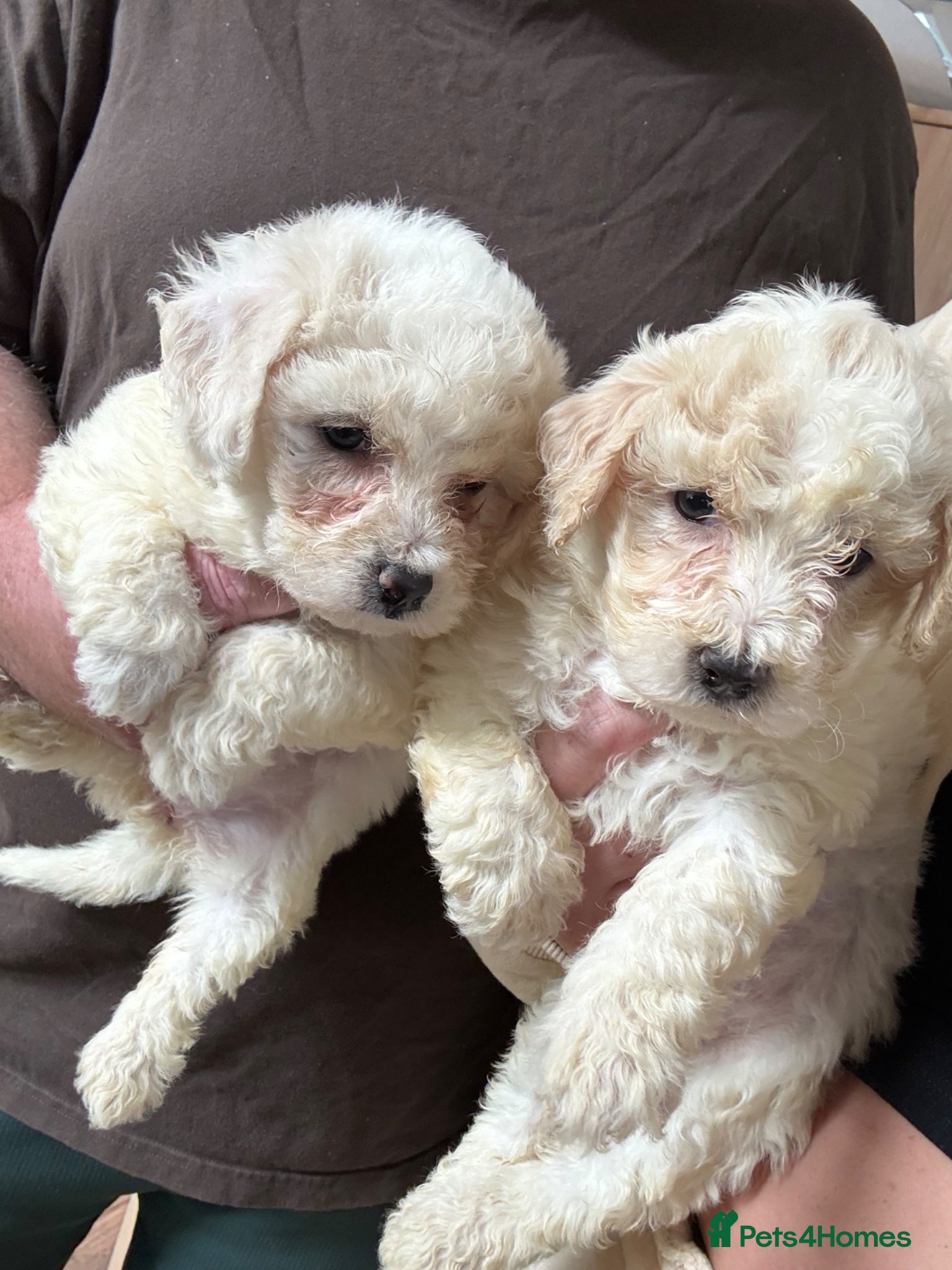 Bichon Frise dogs Adorable Bichions Frise - Advert 1