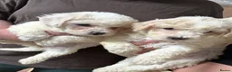 Bichon Frise dogs for sale: Adorable Bichions Frise - Advert 1
