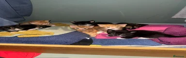 Mixed Breed 3