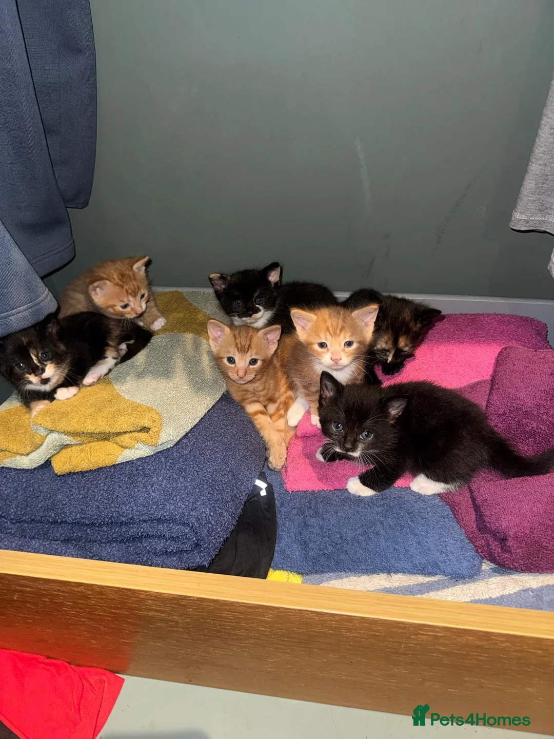 Mixed Breed cats for sale: Beautiful Litter of Seven Home-Raised Kittens - Advert 2