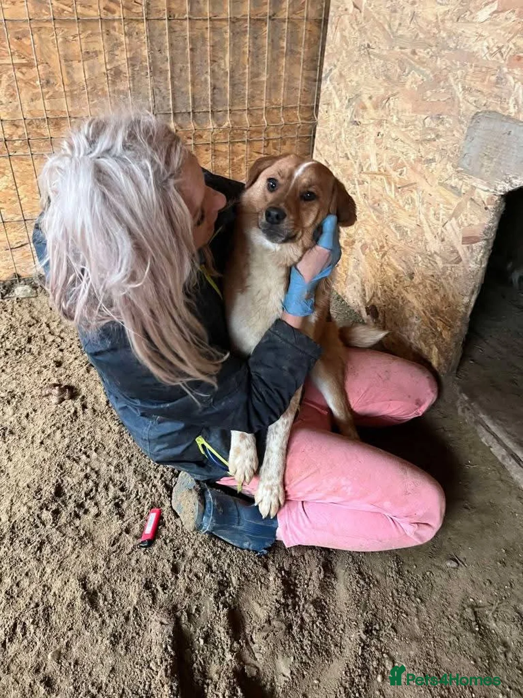 Mixed Breed dogs for adoption: Meet Bella, currently residing in Falkirk  - Advert 9