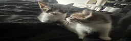 Mixed Breed cats for sale: Female and male kittens in Stoke-on-Trent - Advert 8