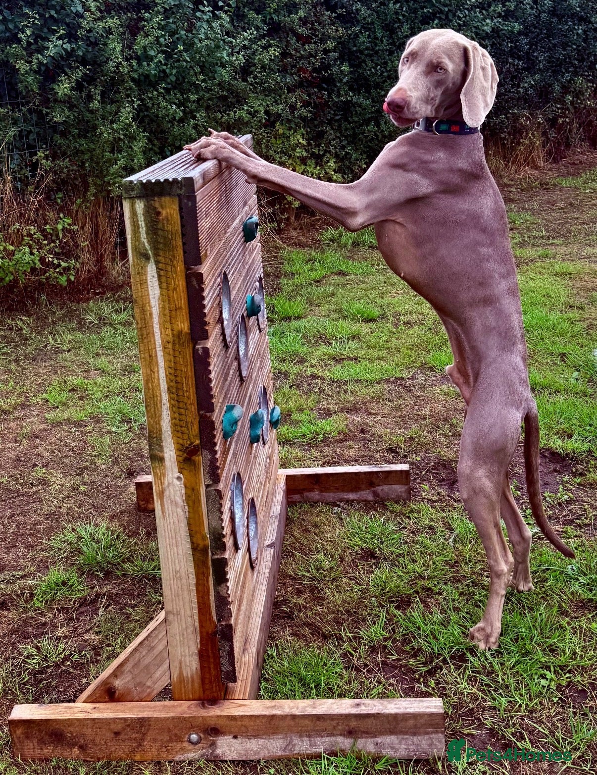 Weimaraner dogs Loving Boy Needs Calm & Reassuring Forever Home  - Advert 2