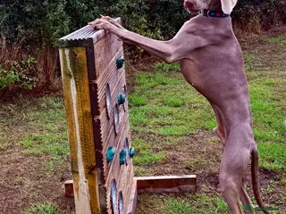 Weimaraner dogs Loving Boy Needs Calm & Reassuring Forever Home - Advert 2