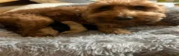 Cockapoo dogs for sale: Beautiful 11 Week Old Cockapoo Puppies Ready - Advert 4