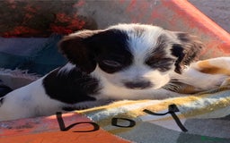 Cocker Spaniel dogs for sale: Cocker spaniel puppies  - Advert 2