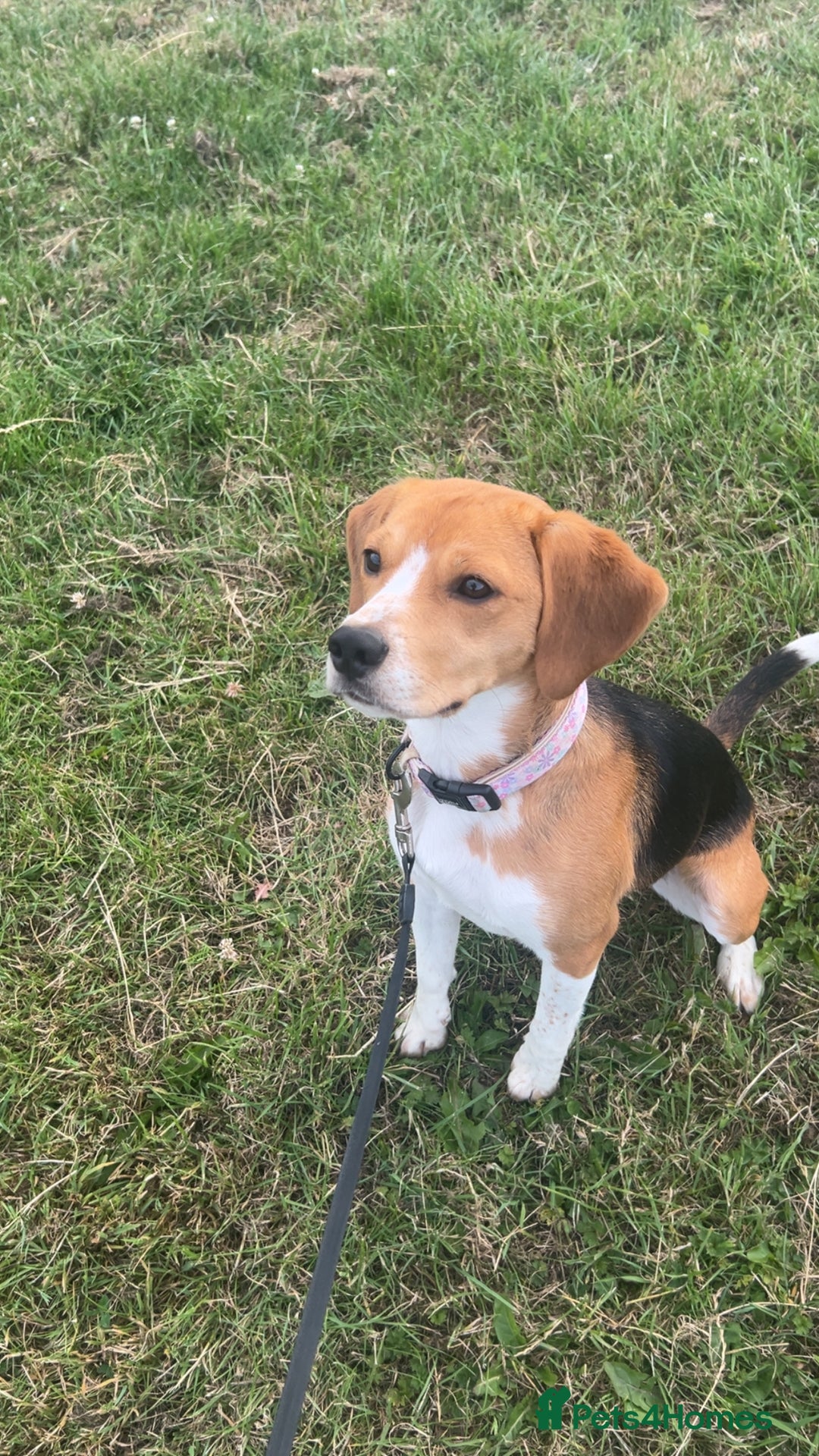 Beagle dogs for sale: Beautiful beagle  - Advert 4