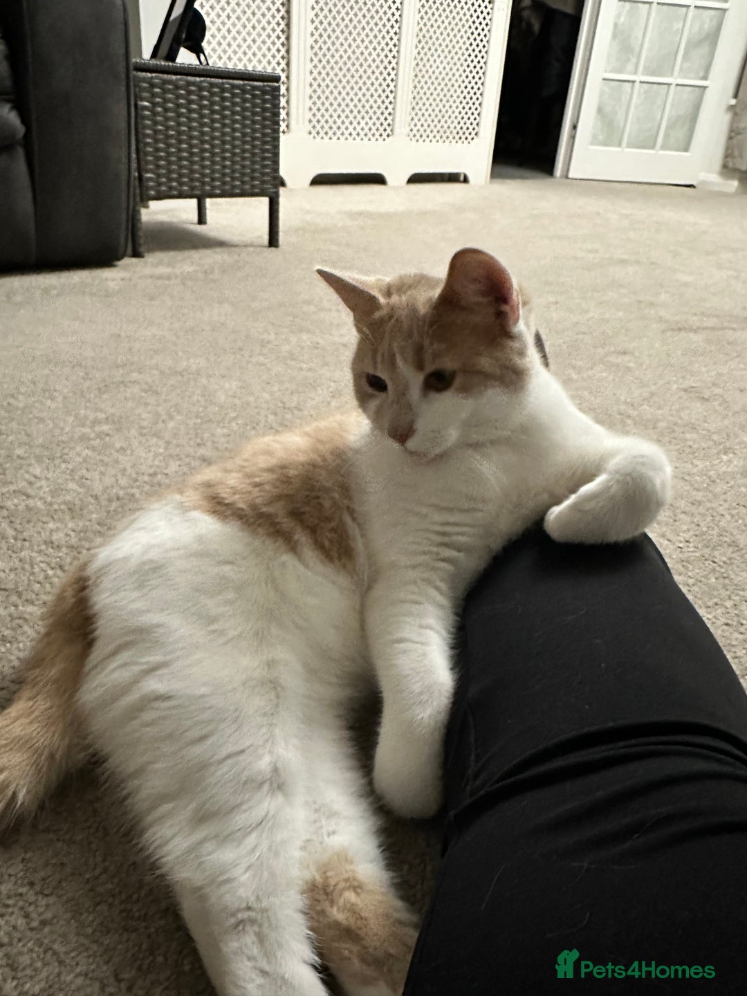 Mixed Breed cats for sale: Kitten Pair 7 months (male and female) - Advert 3