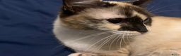 Ragdoll cats for sale: Paisley 1 year old female - Advert 2