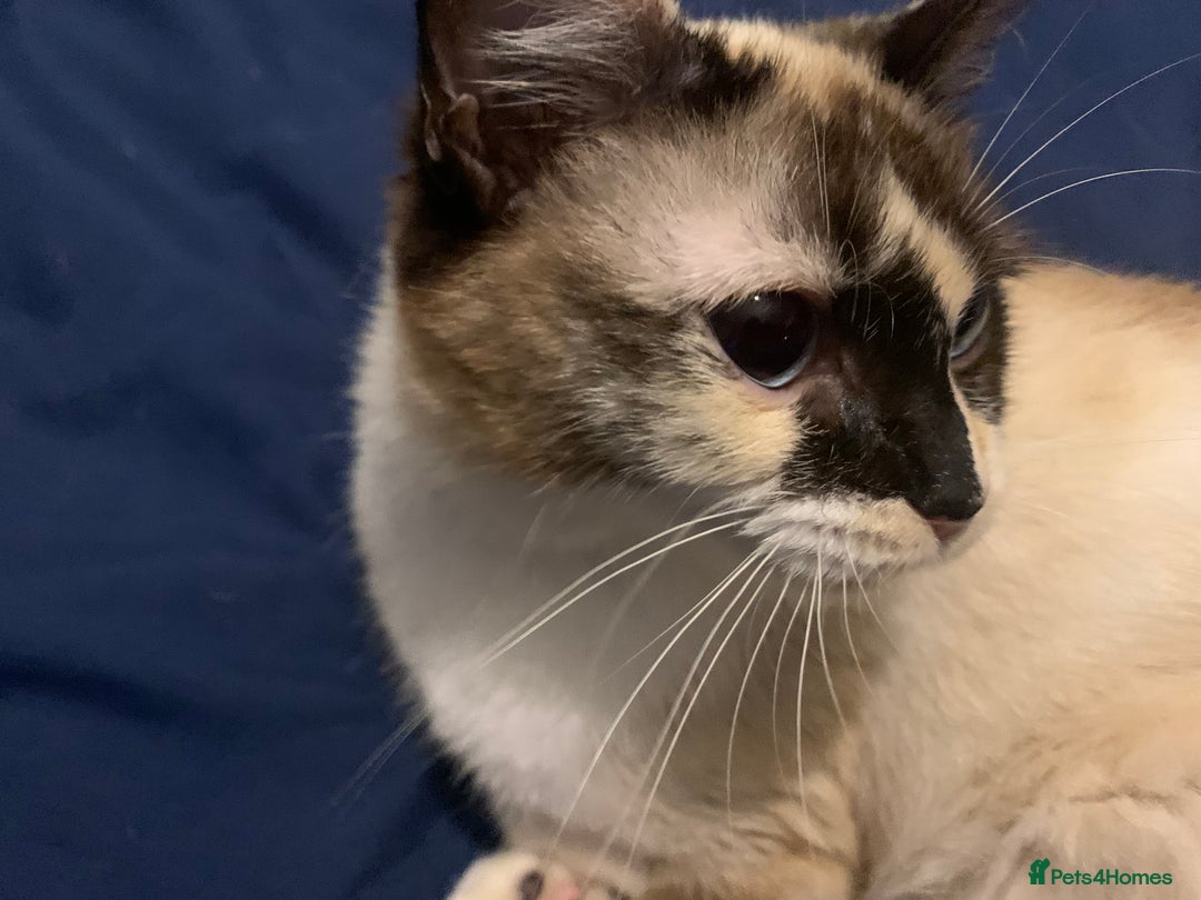 Ragdoll cats for sale: Paisley 1 year old female - Advert 2