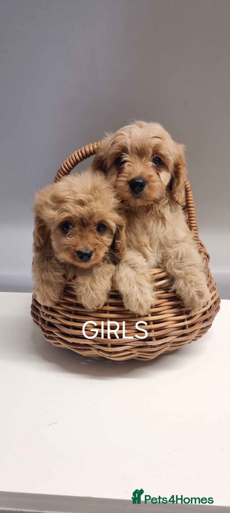 Cavapoo dogs TOY f1 cavapoos READY NOW MASSIVLY REDUCED  - Advert 6