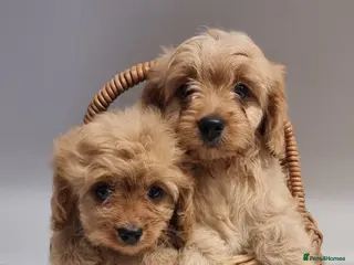 Cavapoo dogs TOY f1 cavapoos READY NOW MASSIVLY REDUCED - Advert 6