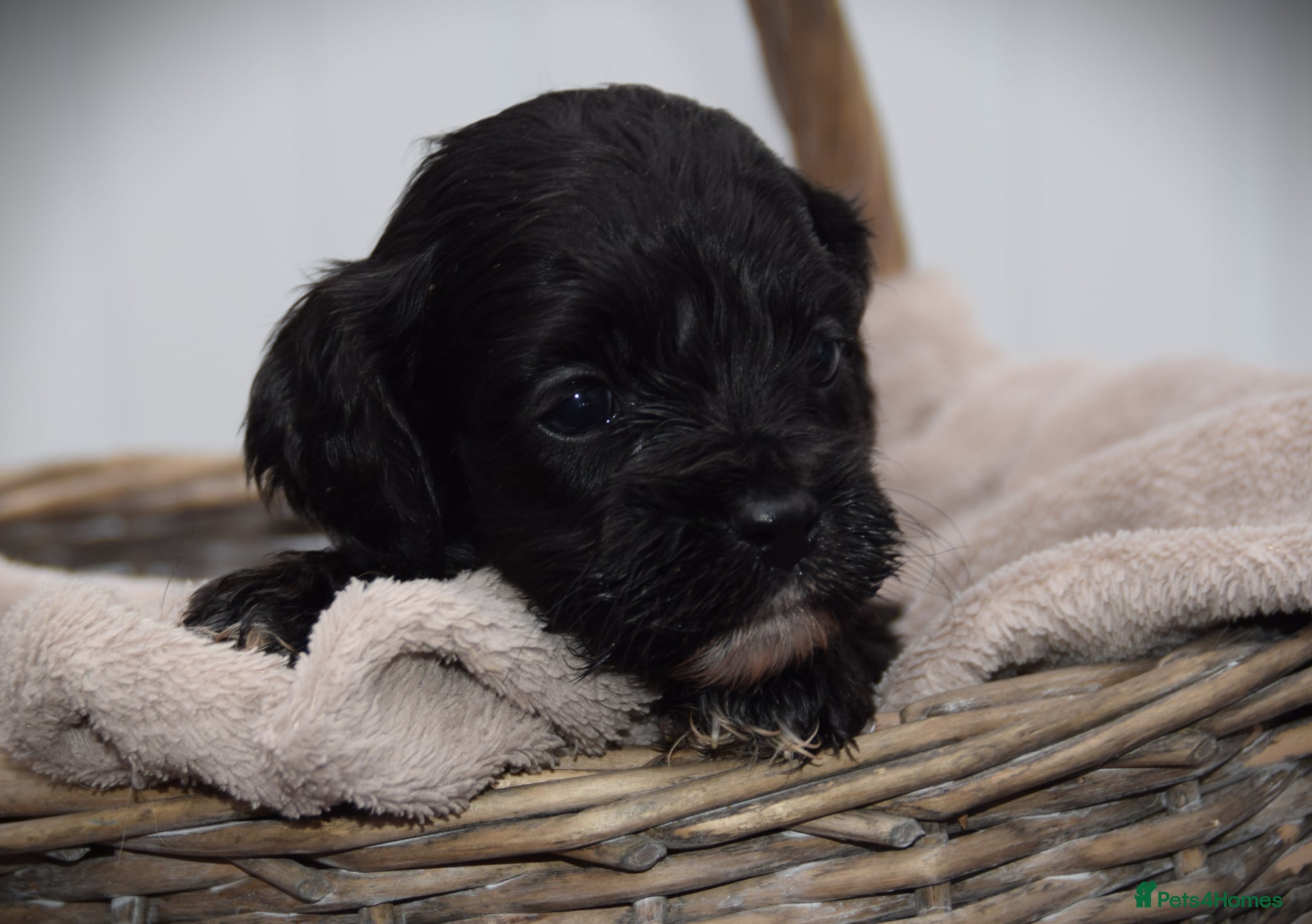 Cockapoo dogs American cockapoos (yankydoodles)  - Advert 10