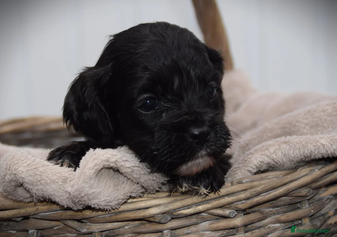 Cockapoo dogs for sale:  cockapoo one beautiful blacl and white girl left - Advert 2