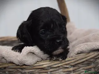 Cockapoo dogs American cockapoos (yankydoodles) - Advert 10