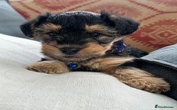 Mixed Breed dogs for sale: Welsh Terrier x Cavapoo (Teddy Bears 🧸 ) - Image 5