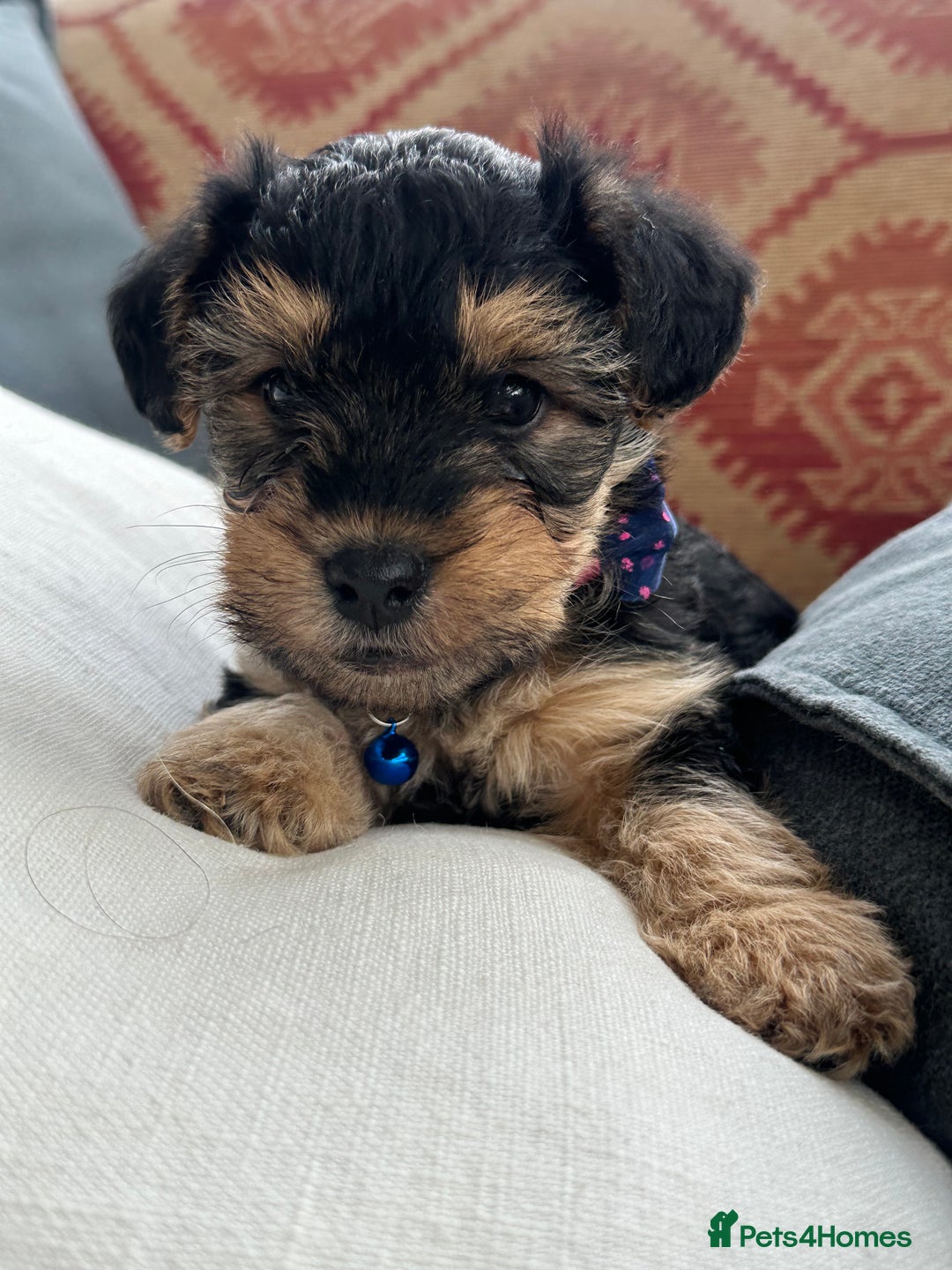 Mixed Breed dogs for sale: Welsh Terrier x Cavapoo (Teddy Bears 🧸 ) - Image 5