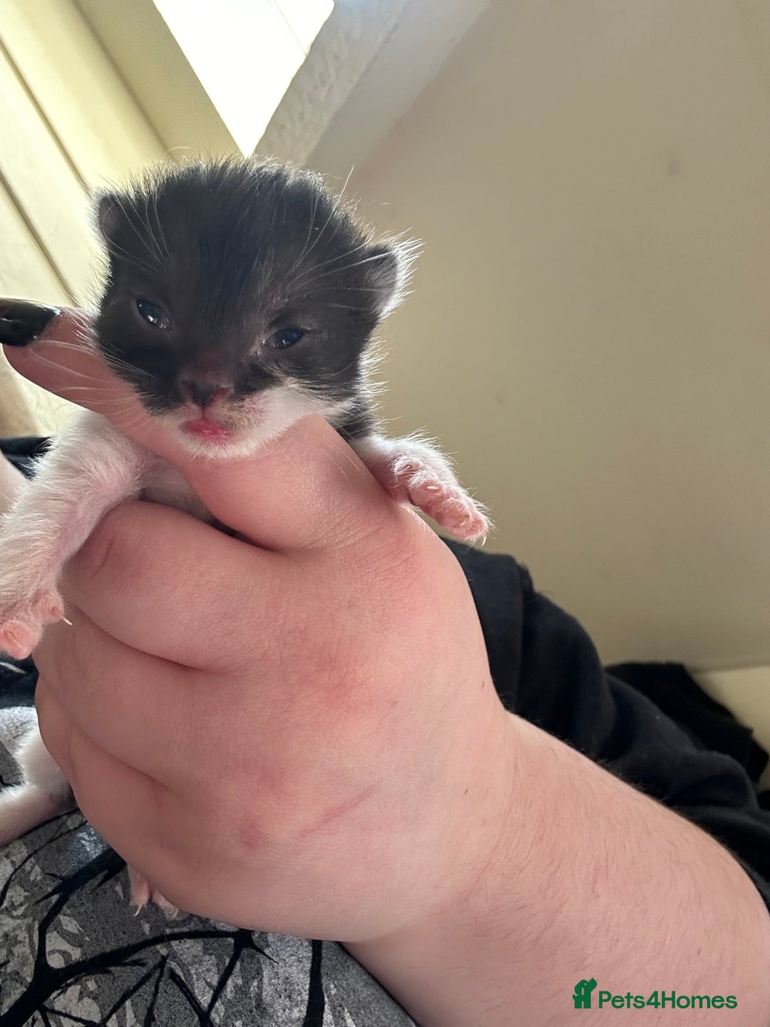 Mixed Breed cats for sale: Duchess mason - Advert 11