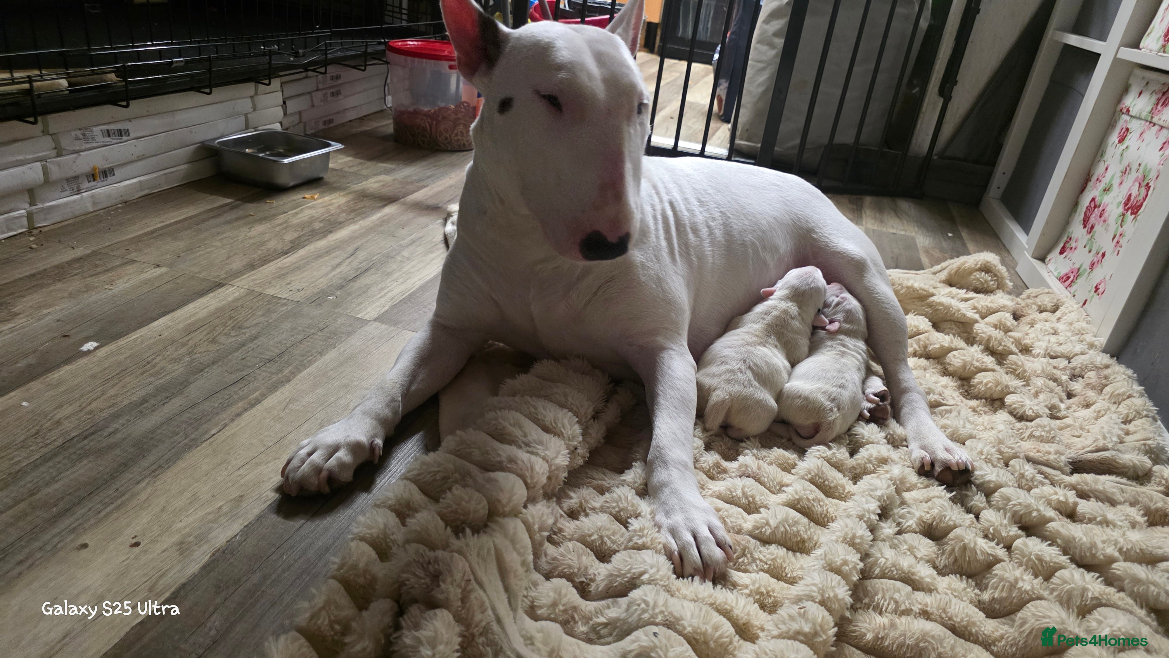 English Bull Terrier dogs 2 female english bull terrier puppies  - Advert 1