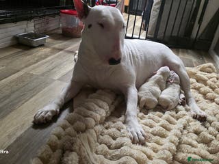 English Bull Terrier dogs 2 female english bull terrier puppies - Advert 1