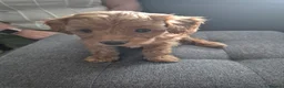 Yorkiepoo dogs for sale: Yorkiepoo Puppies - Advert 6