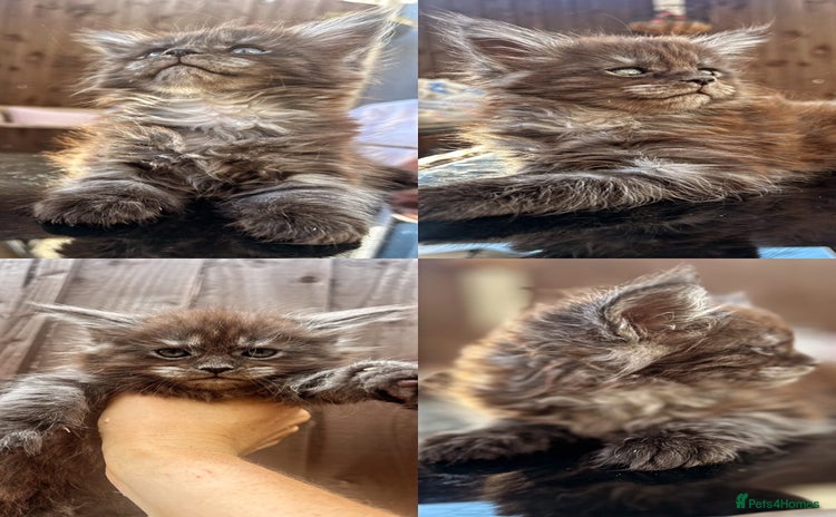 Maine Coon cats - Advert 14