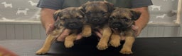 Border Terrier dogs for sale: Beautiful KC registered border terrier pups - Advert 1