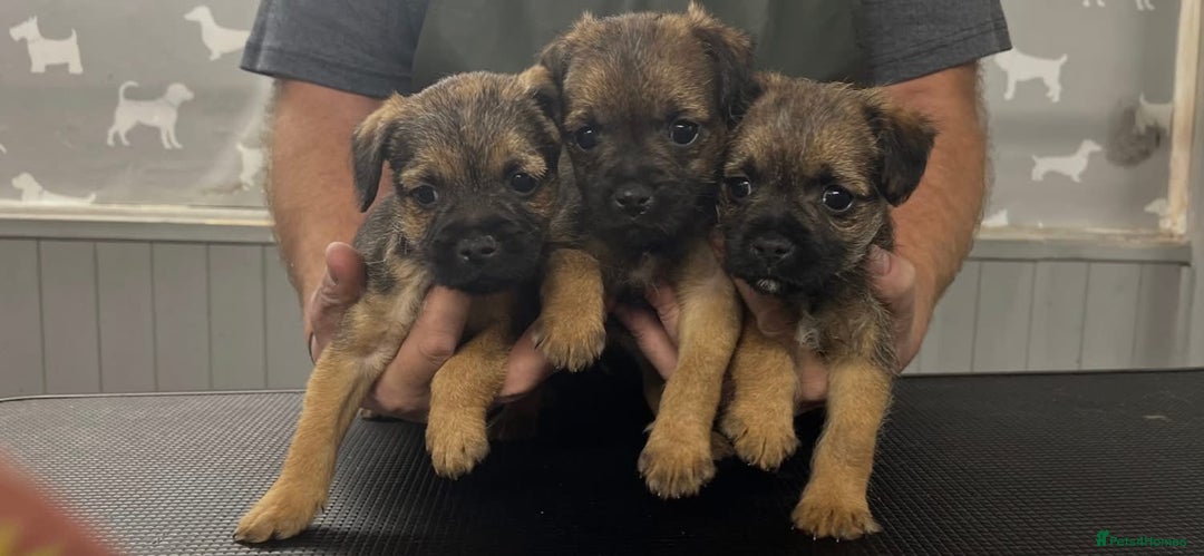 Border Terrier dogs for sale: Beautiful KC registered border terrier pups - Advert 1