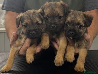Border Terrier dogs Beautiful KC registered border terrier pups - Advert 3