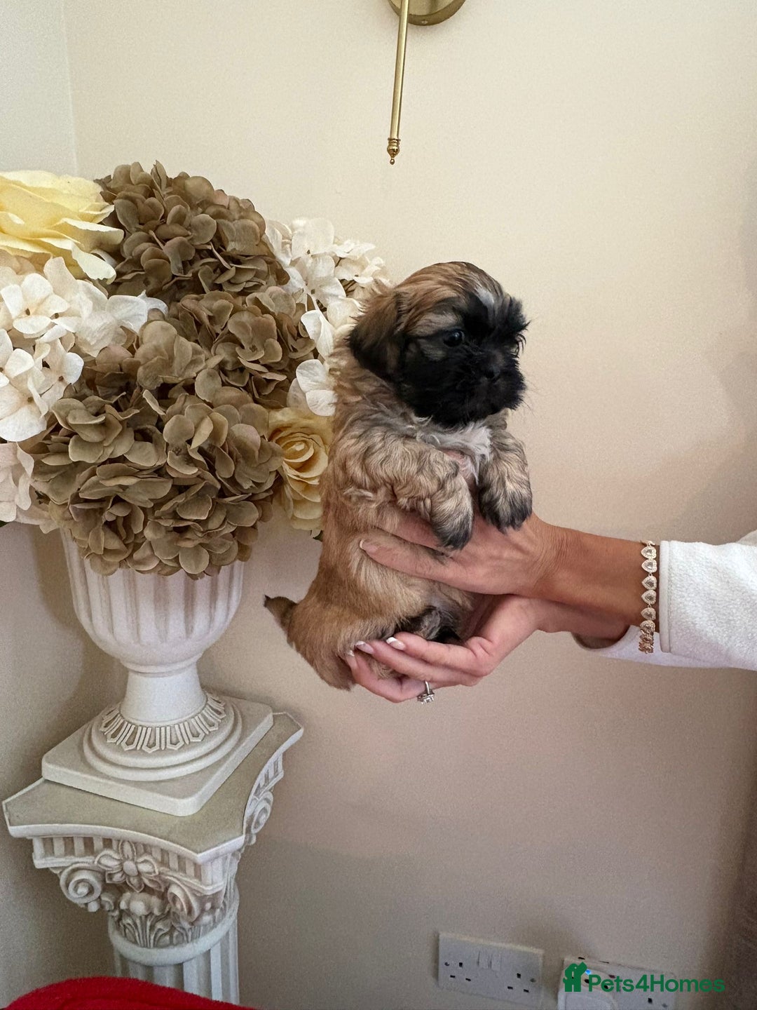 Shih Tzu dogs for sale: Beautiful male shih tzu pups - Advert 3