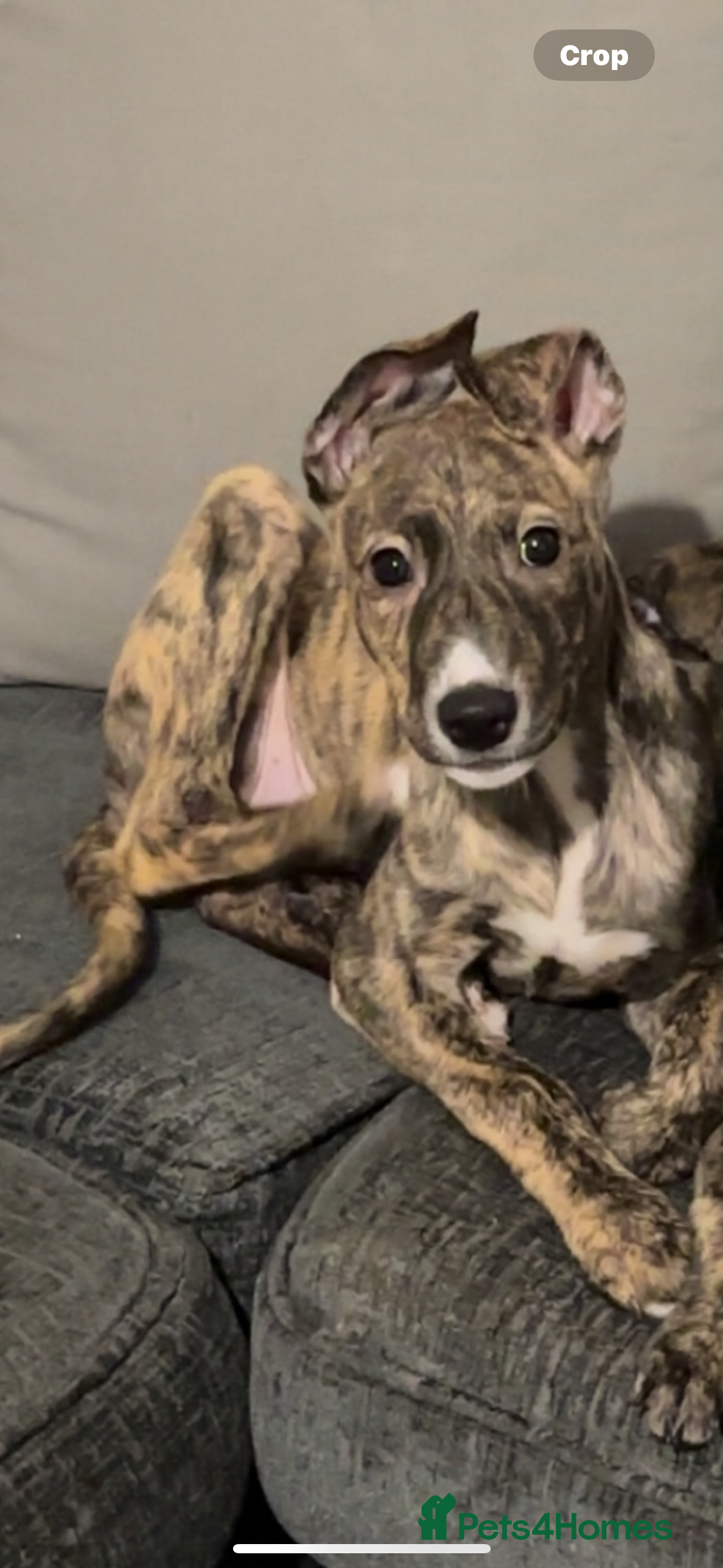 Lurcher dogs Luther bull cross  - Advert 5