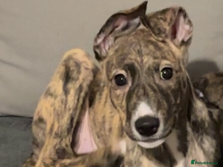 Lurcher dogs Luther bull cross - Advert 13