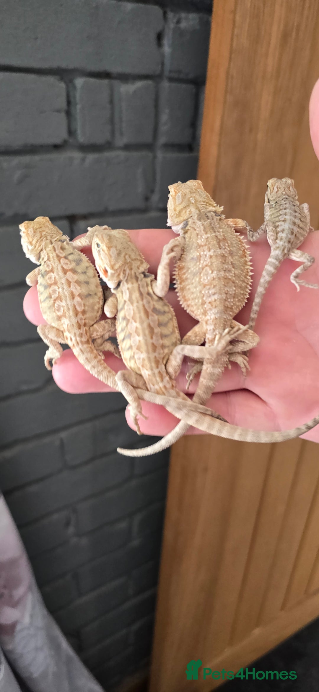 Bearded Dragon reptiles for sale: Baby bearded dragons - Image 2