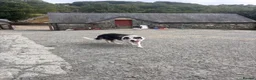 Border Collie dogs for sale: 5 year Old Border Collie Pet - Advert 4